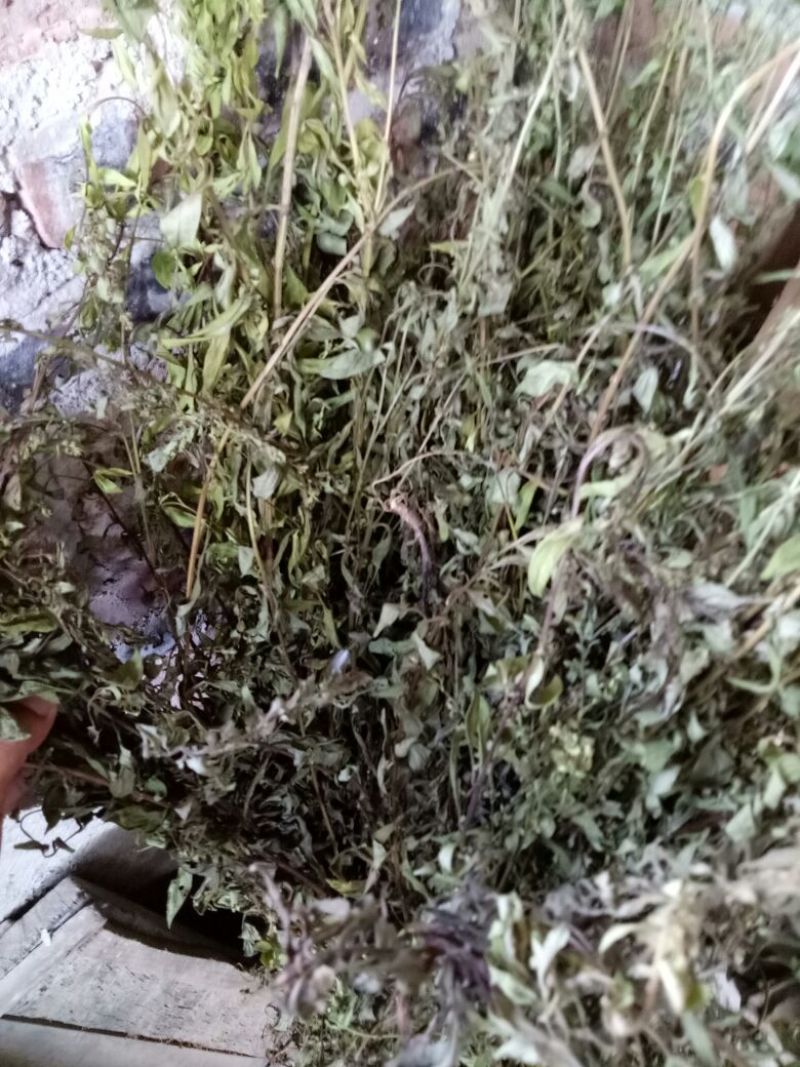 一枝黄花散装
