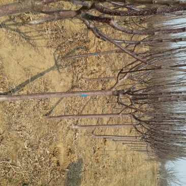 红香酥梨树苗100~150cm1cm以下
