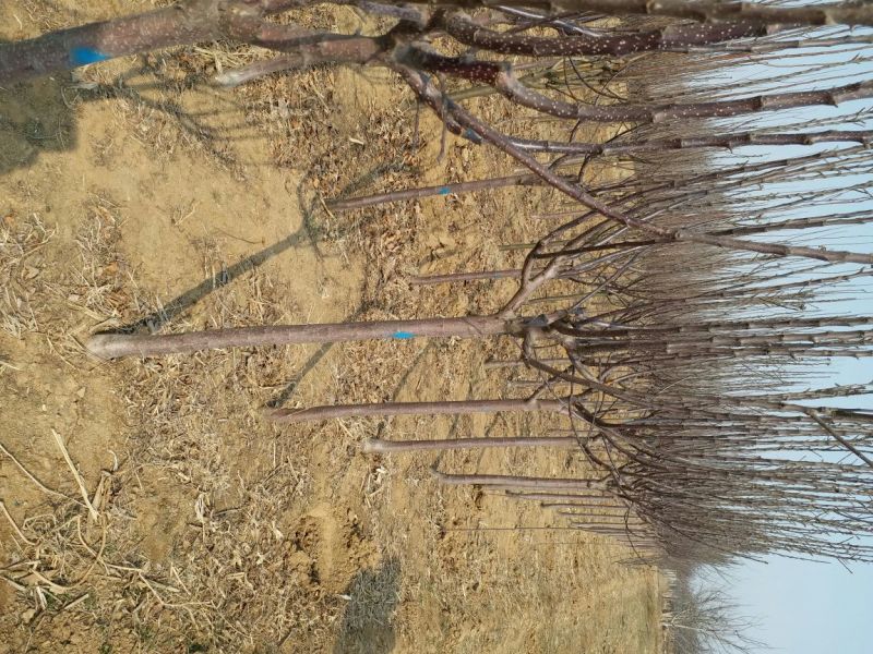 红香酥梨树苗100~150cm1cm以下