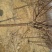 红香酥梨树苗100~150cm1cm以下