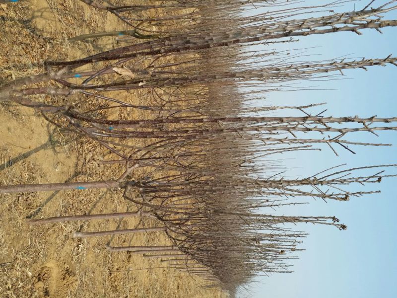 红香酥梨树苗100~150cm1cm以下