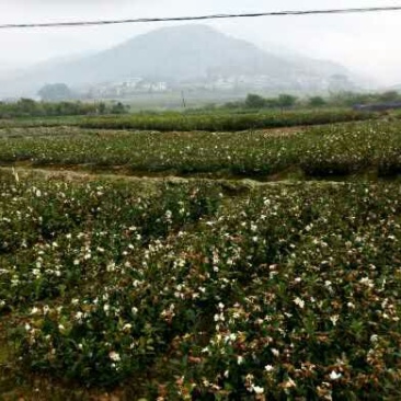 油茶苗10~29cm产地直销可供线上线下交易