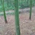发财树裸根不带土产地直销可供线上线下交易