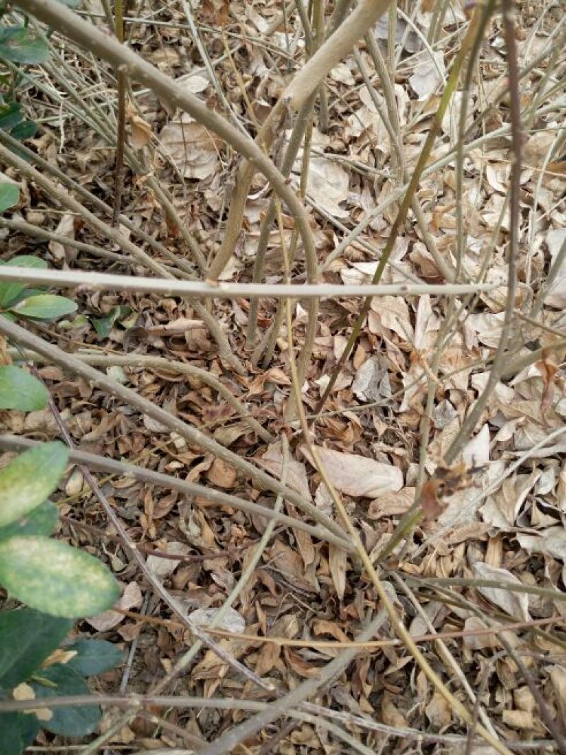 连翘苗60~70cm