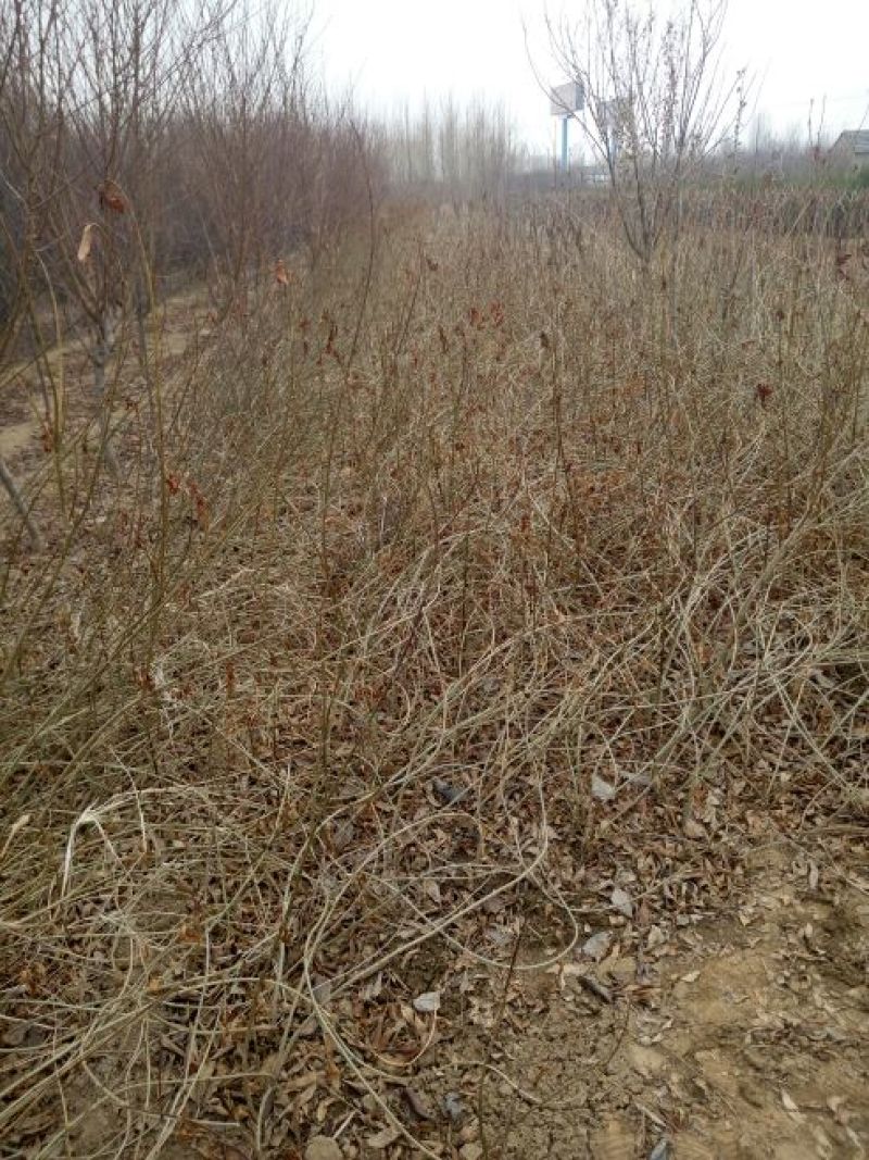 连翘苗60~70cm