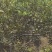 四棱麻核桃，货在河北保定唐县
