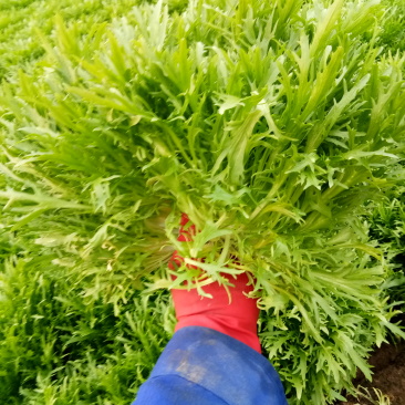 苦菊