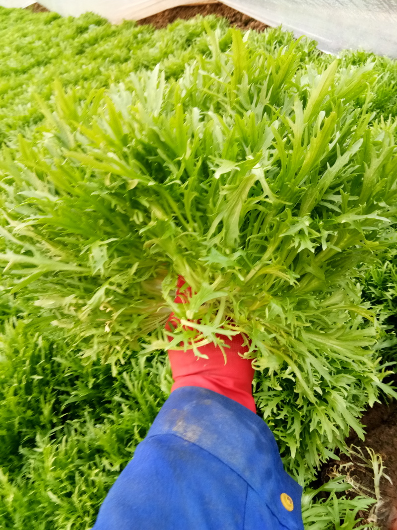苦菊