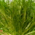 苦菊