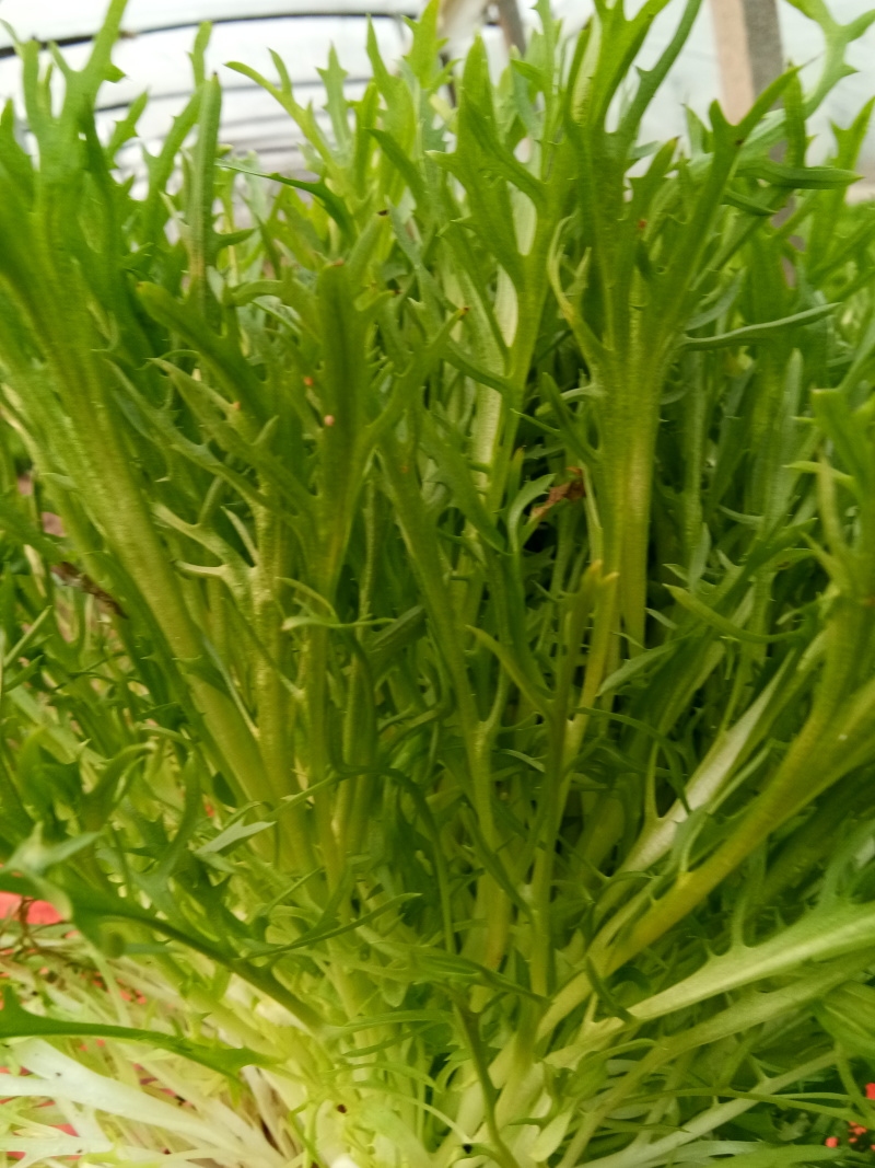 苦菊