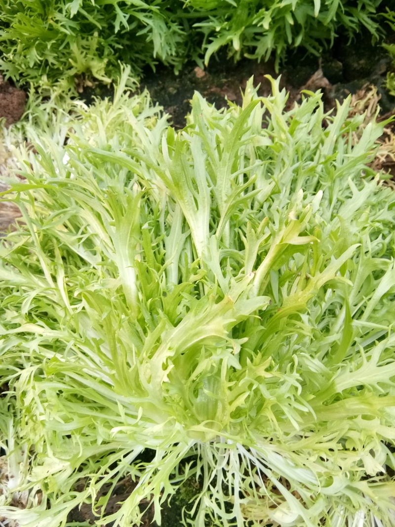 苦菊