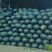 黑美人西瓜6斤打底8成熟1茬