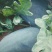 黑美人西瓜6斤打底8成熟1茬