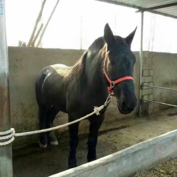 肉马300~400kg