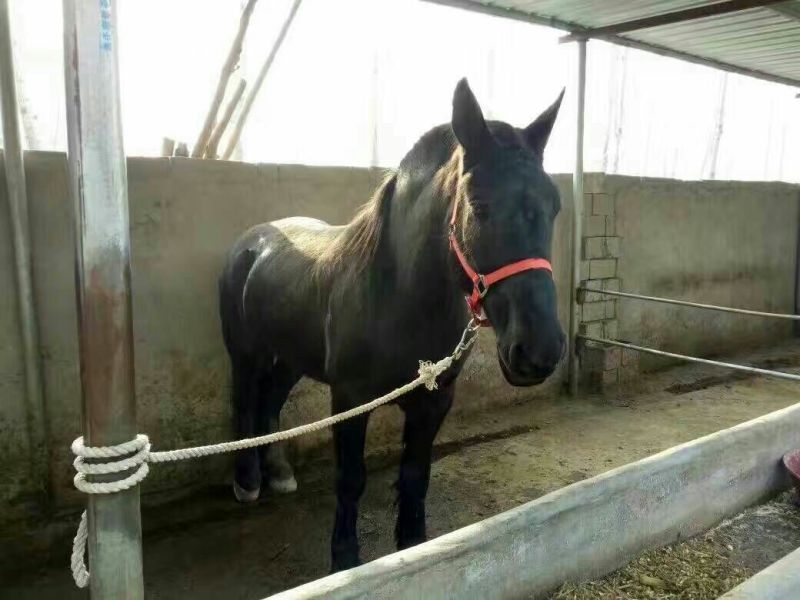 肉马300~400kg
