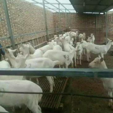 肉羊30~50斤/头