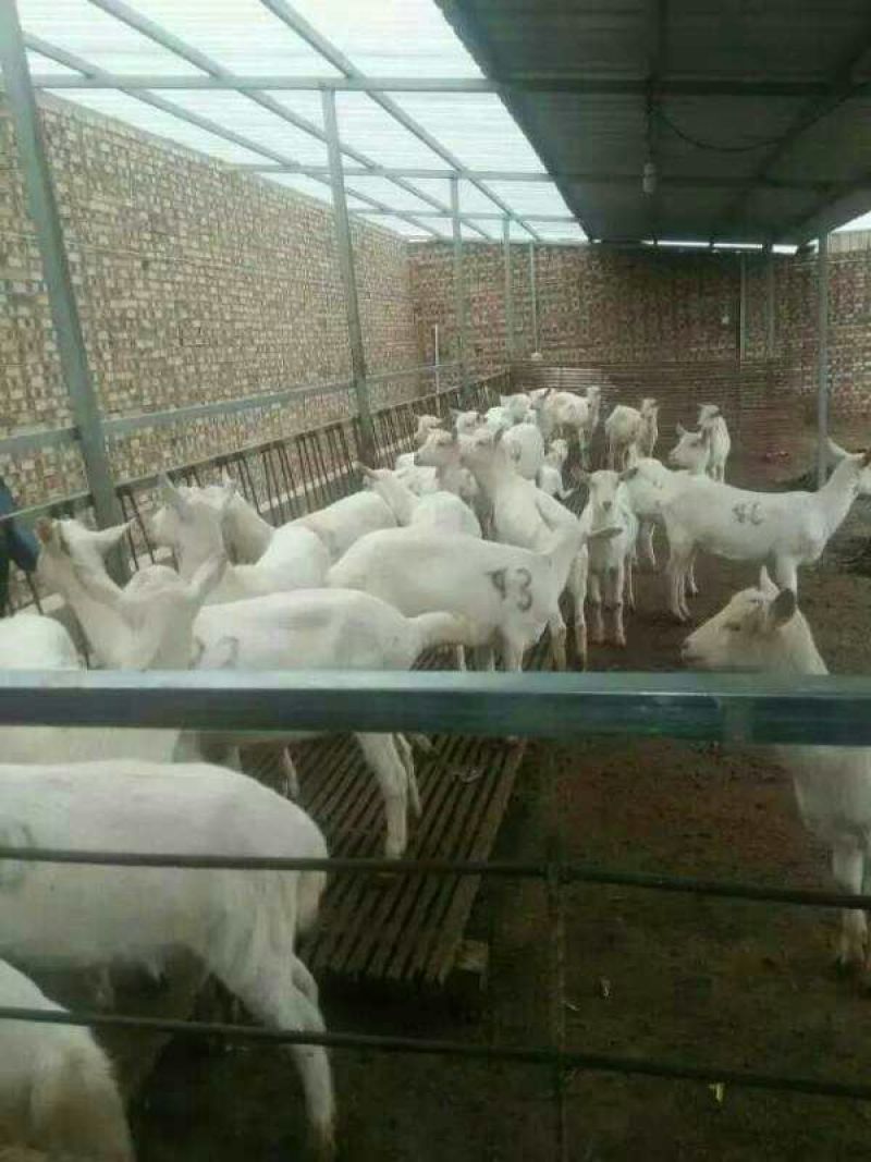 肉羊30~50斤/头