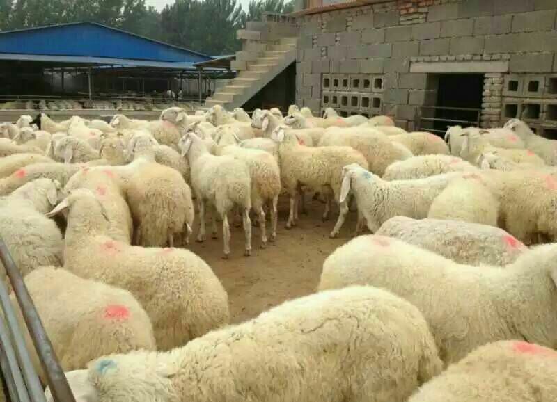 肉羊30~50斤/头