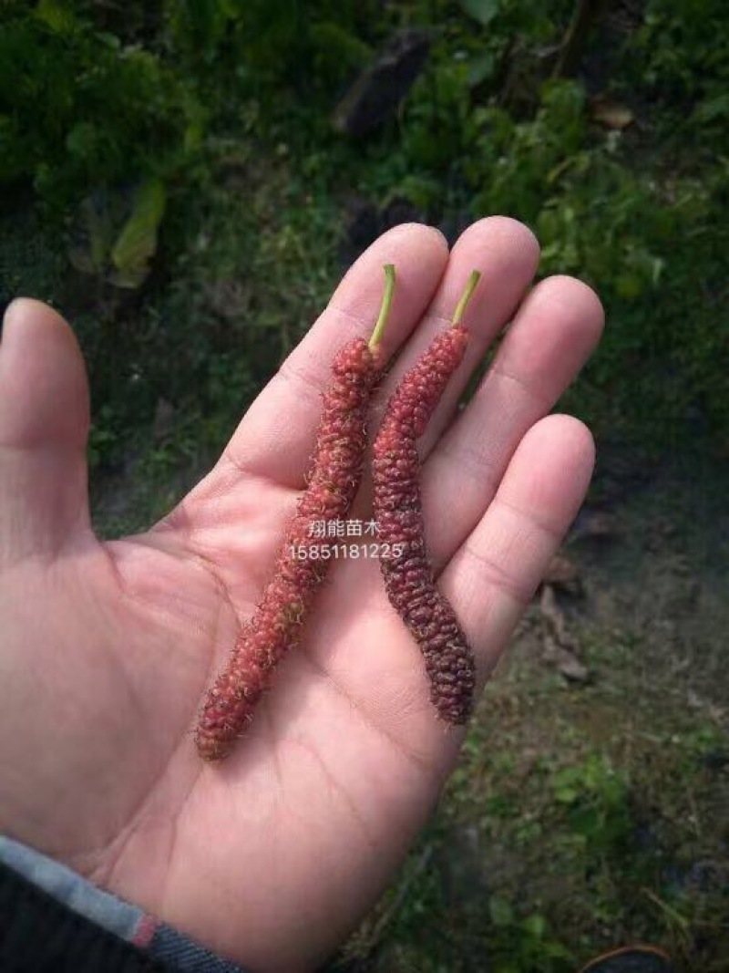 桑椹树苗