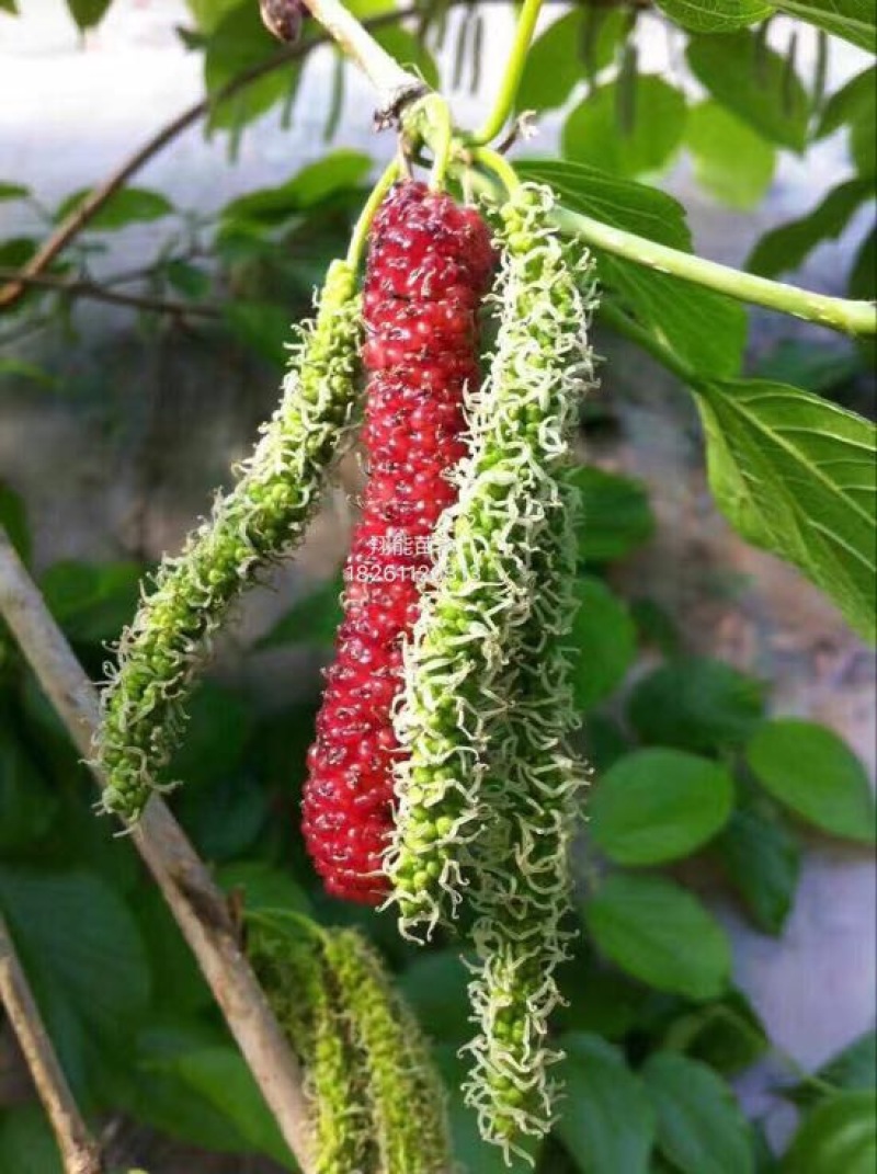 桑椹树苗
