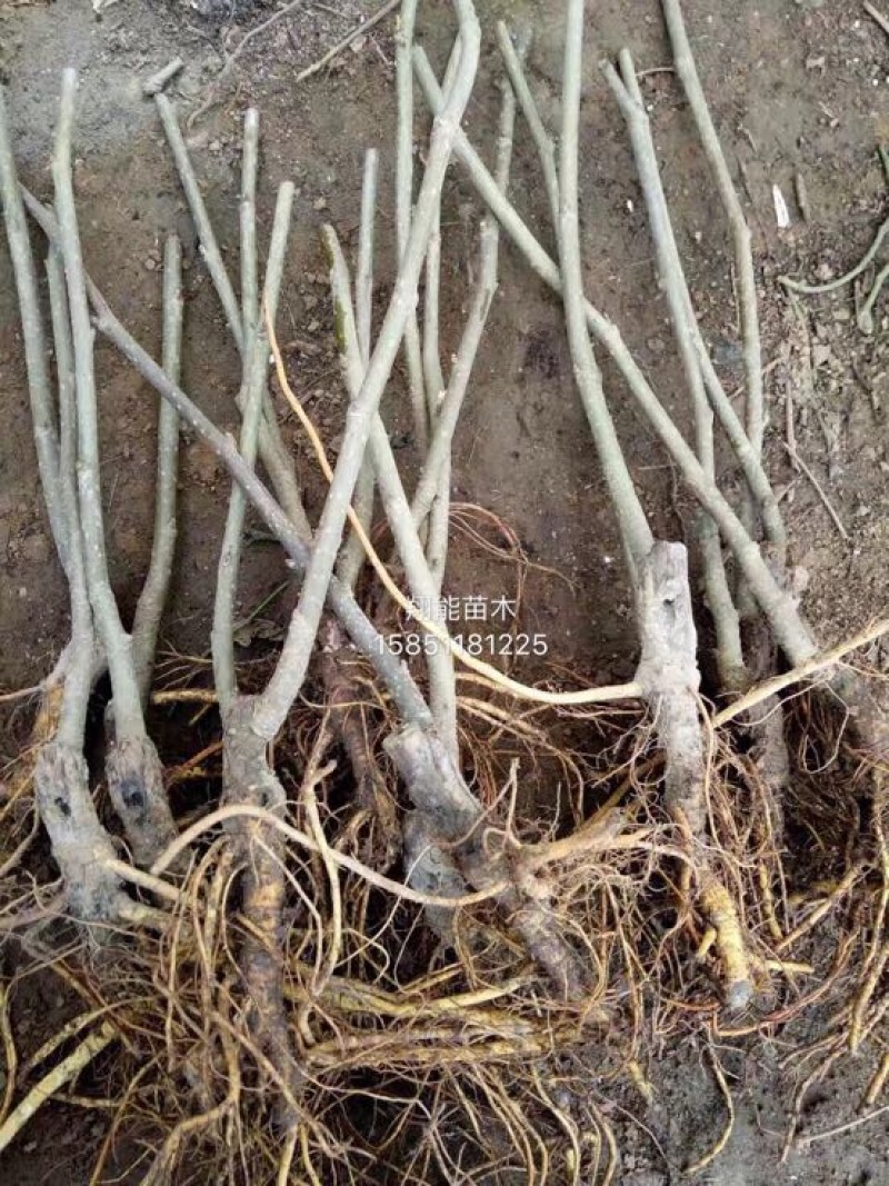 桑椹树苗