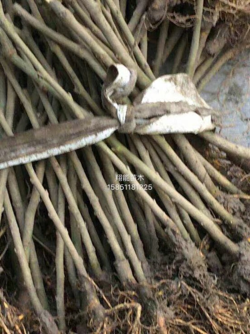 桑椹树苗