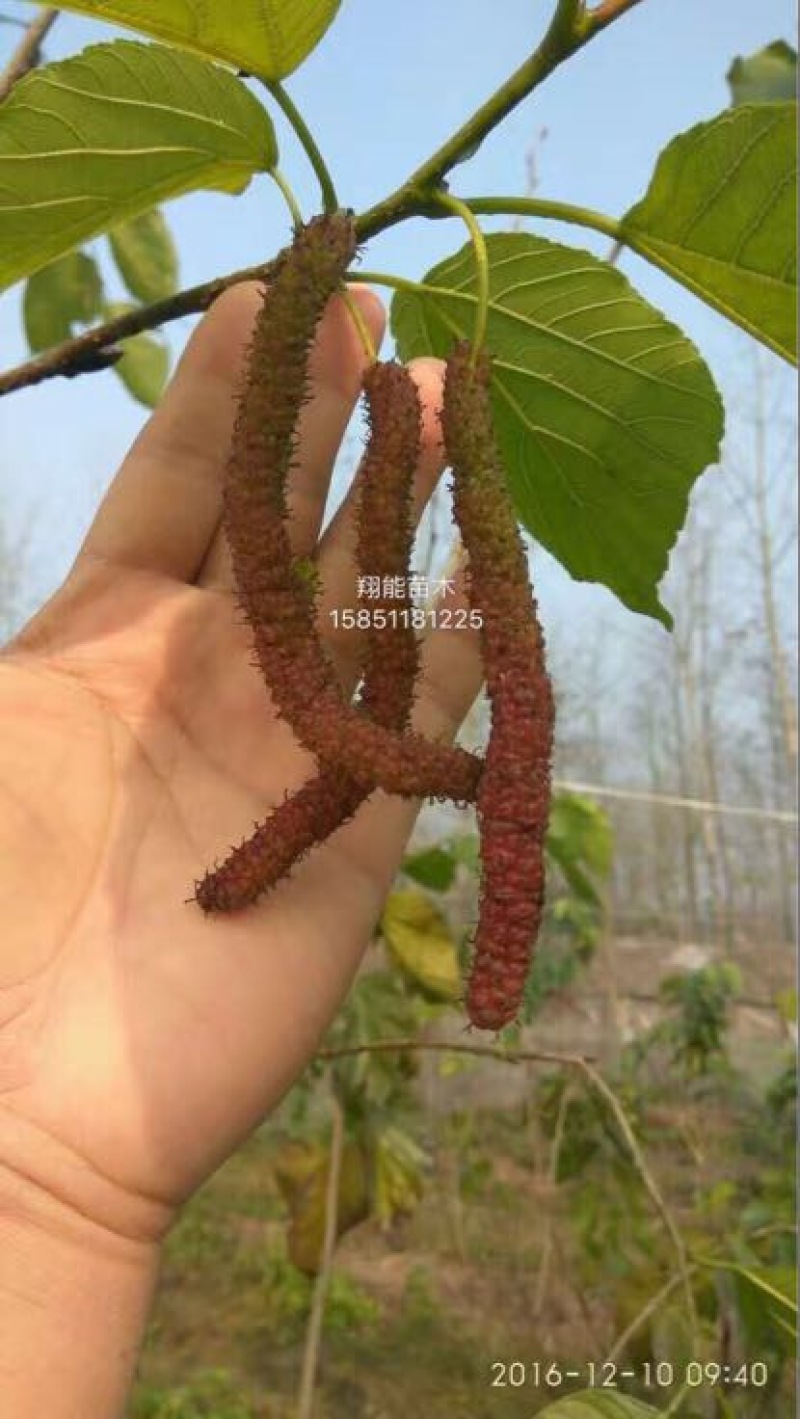 桑椹树苗