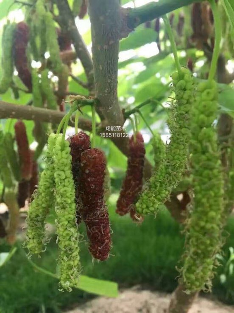 桑椹树苗