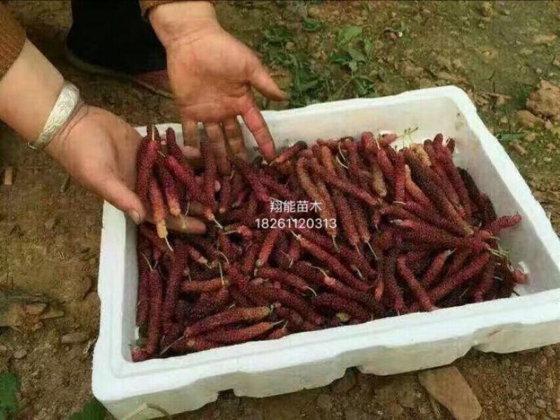 桑椹树苗