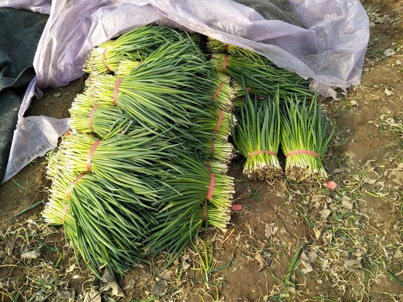 四季小葱30~35cm，粗细匀称，色黑叶绿，割根全根都