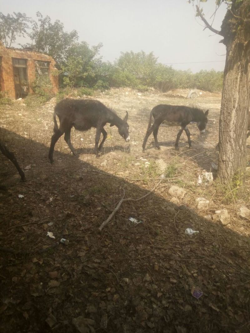 驴肉冻货