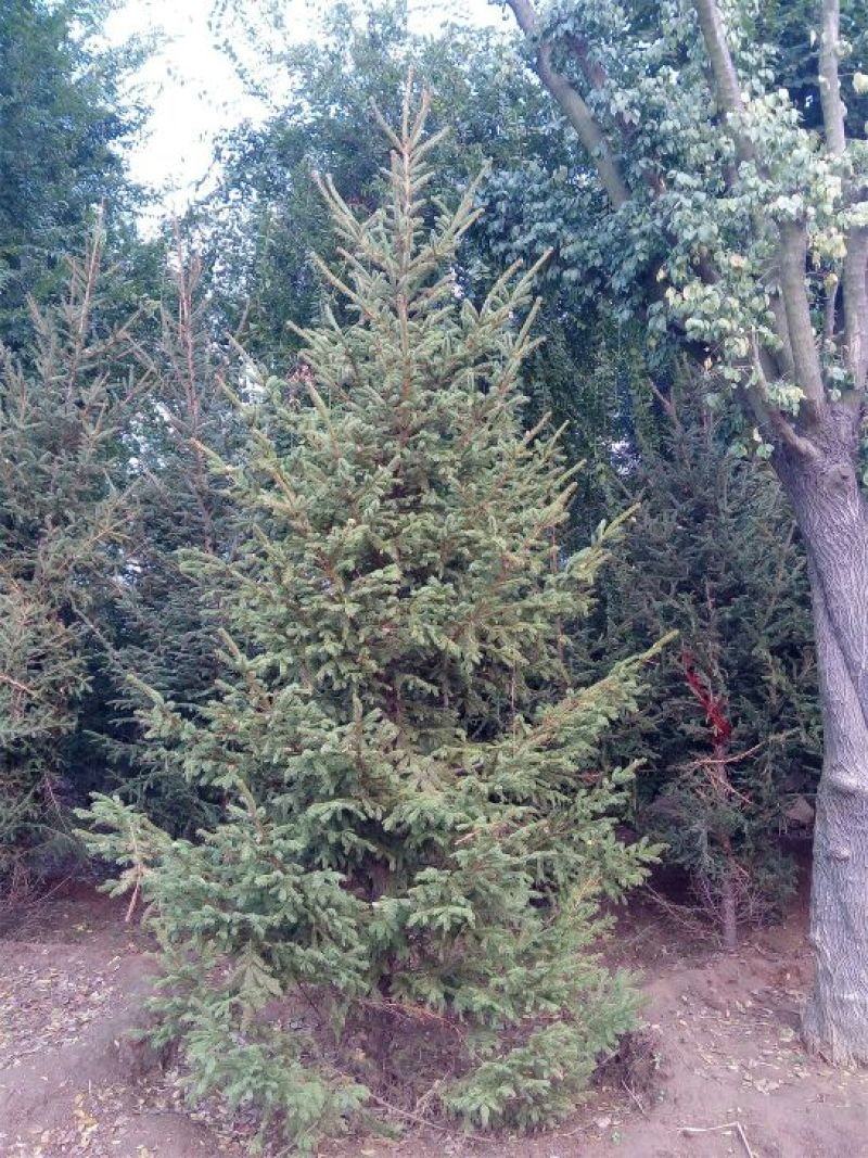 红皮云杉2~4cm6~8cm3~3.5米