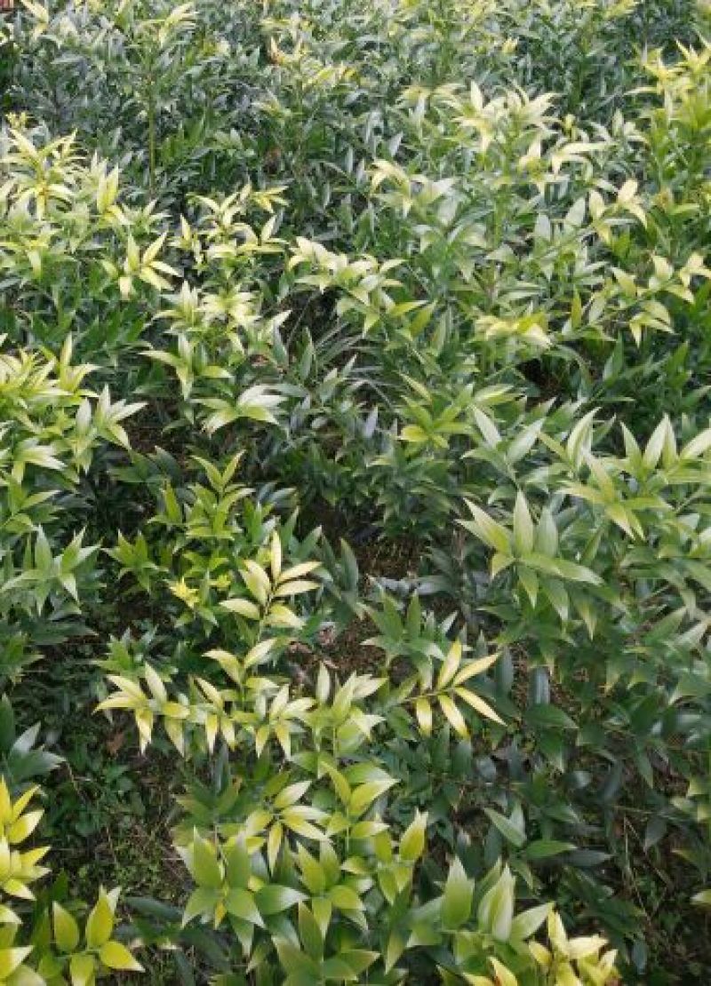 竹柏1~3cm2米以下