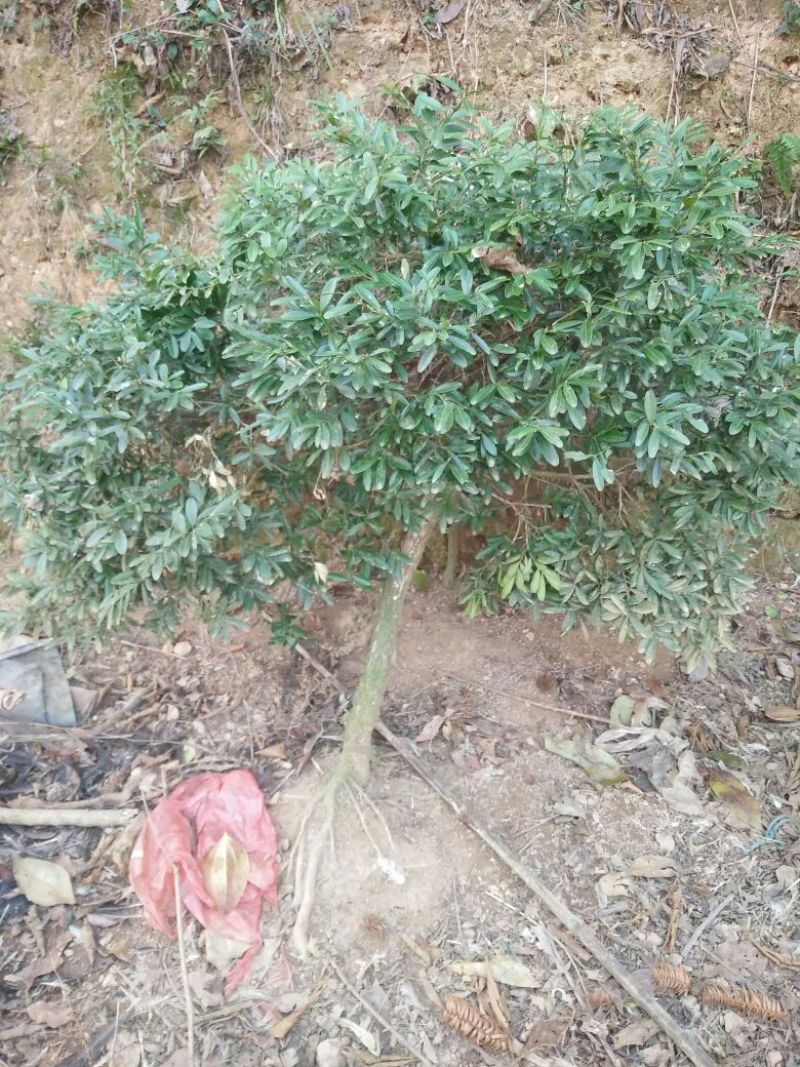 黄杨2~4cm4~6cm0.5~1米