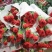 康乃馨红康红福上等鲜切花