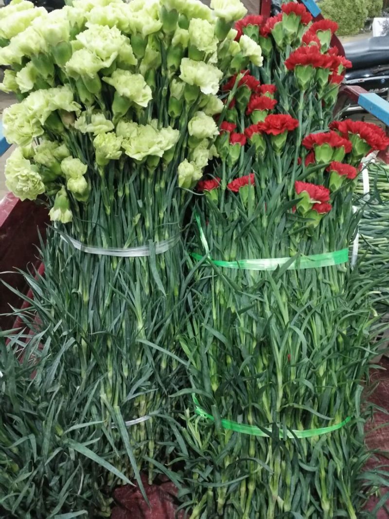 康乃馨红康红福上等鲜切花
