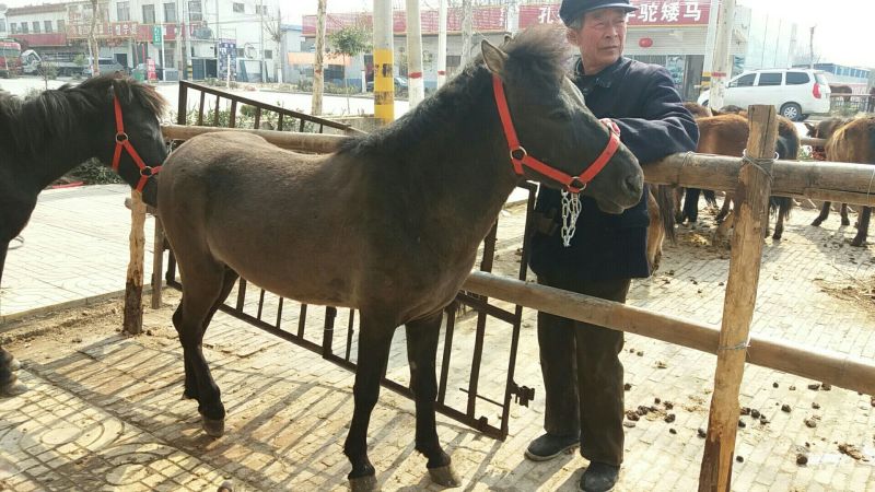 矮马100~200kg