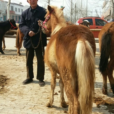 矮马100~200kg
