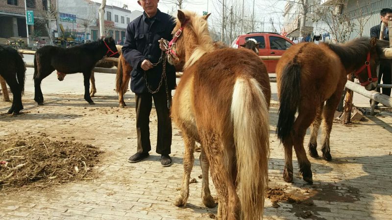 矮马100~200kg