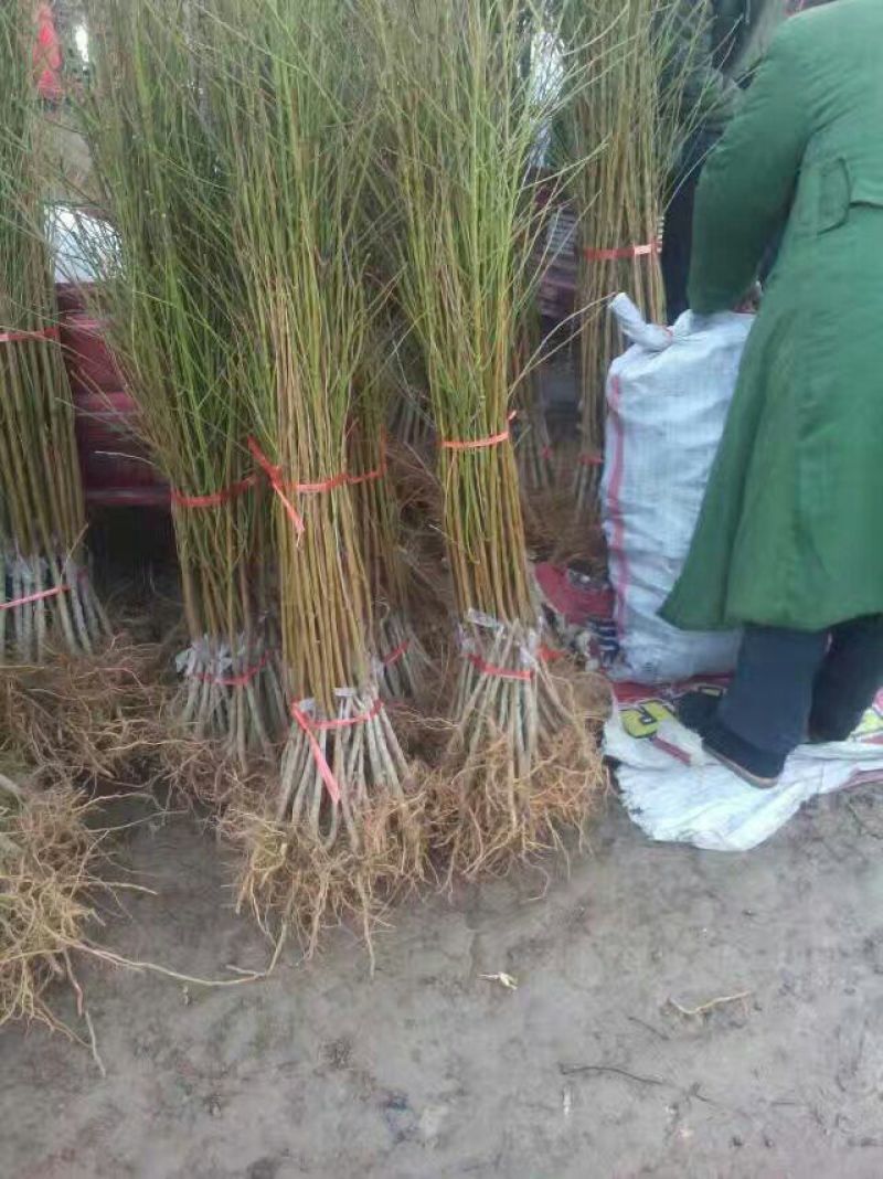 桃树苗80cm以上
