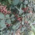 花椒苗价格无刺花椒苗基地嫁接的花椒苗哪里有