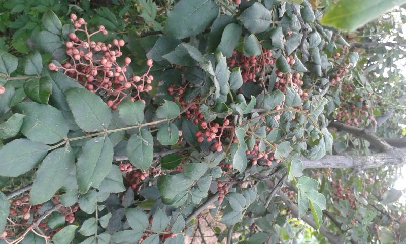 花椒苗价格无刺花椒苗基地嫁接的花椒苗哪里有