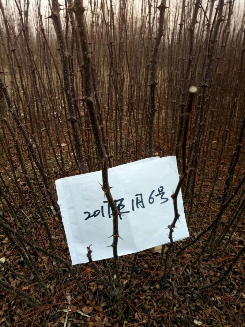 花椒苗价格无刺花椒苗基地嫁接的花椒苗哪里有