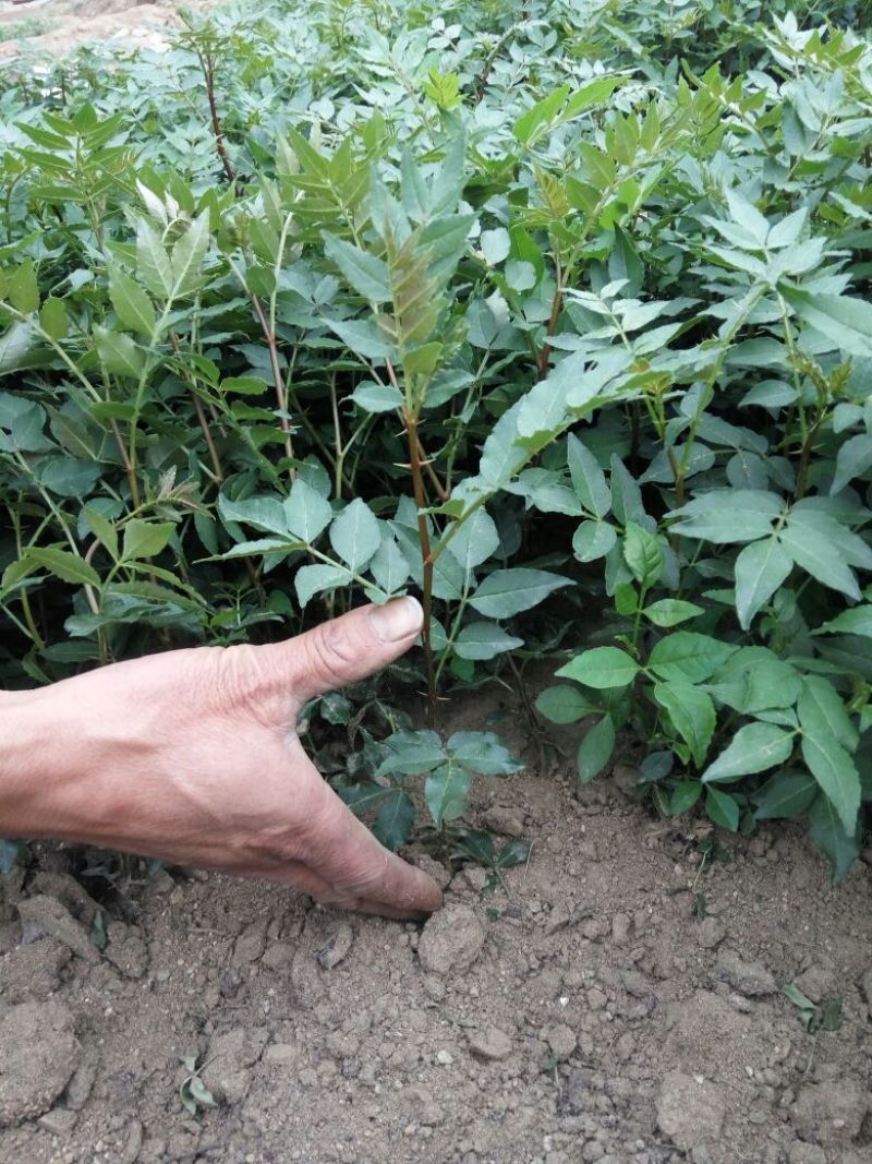 花椒苗价格无刺花椒苗基地嫁接的花椒苗哪里有