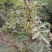 花椒苗价格无刺花椒苗基地嫁接的花椒苗哪里有