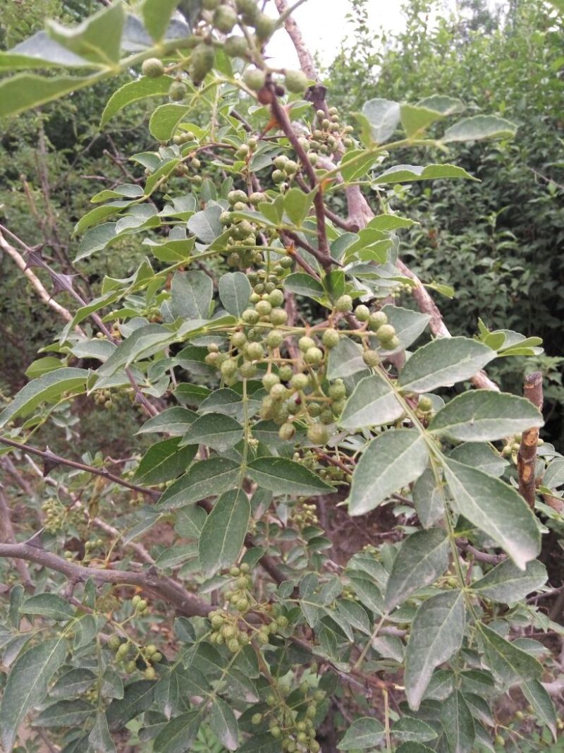 花椒苗价格无刺花椒苗基地嫁接的花椒苗哪里有