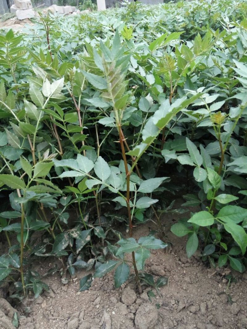 花椒苗价格无刺花椒苗基地嫁接的花椒苗哪里有