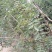 花椒苗价格无刺花椒苗基地嫁接的花椒苗哪里有