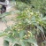 花椒苗价格无刺花椒苗基地嫁接的花椒苗哪里有