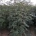 花椒苗价格无刺花椒苗基地嫁接的花椒苗哪里有